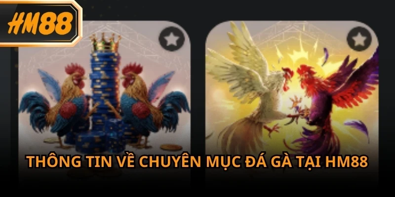 Đá gà là chuyên mục được nhiều người chơi quan tâm và lựa chọn